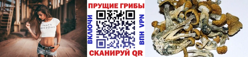 Псилоцибиновые грибы Psilocybe  Льгов 